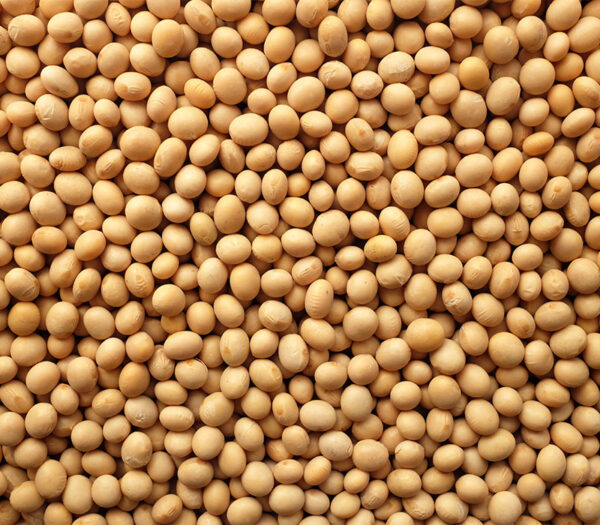 Lecitina de soya fluida NO GMO Food