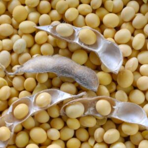 Lecitina de soya desaceitada granulos