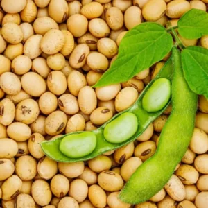 Lecitina de soya fluida orgánica
