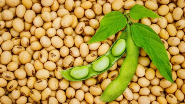 Lecitina de soya fluida orgánica