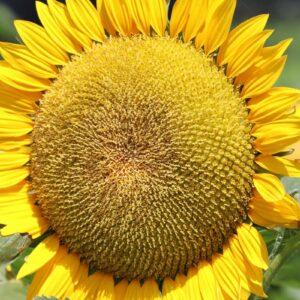 Aceite de girasol High Oleic