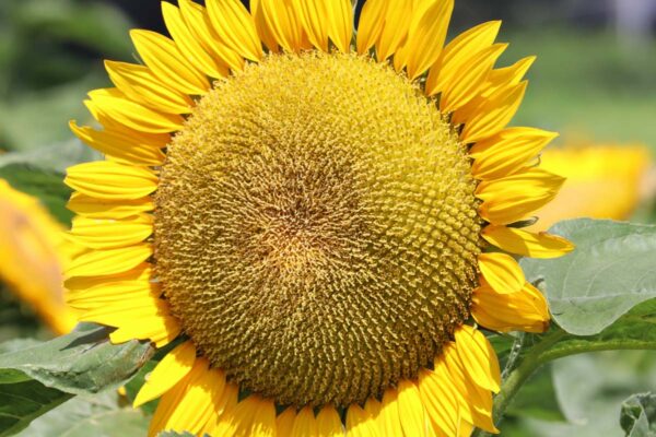 Aceite de girasol High Oleic