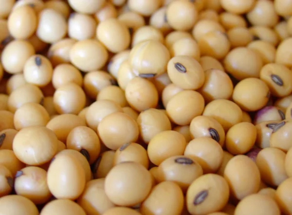 Lecitina de soya fluida GMO Food