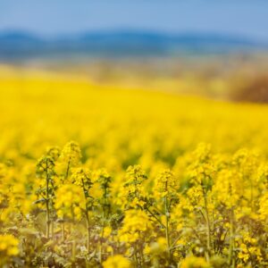 Aceite de canola orgánico refinado