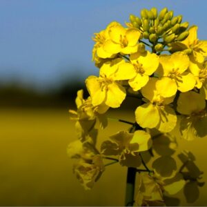 Lecitina de canola fluida food