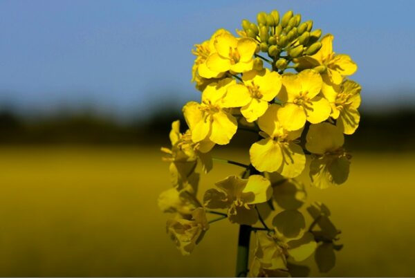 Aceite de canola orgánico refinado - Image 3