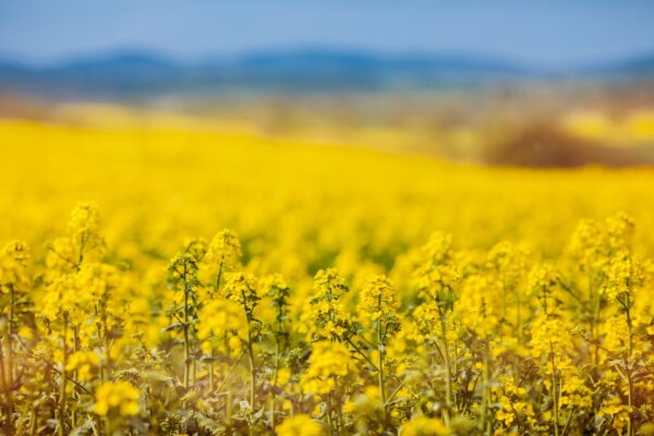 Aceite de canola orgánico refinado - Image 4