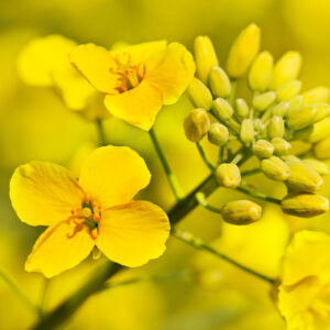 Aceite de canola orgánico crudo