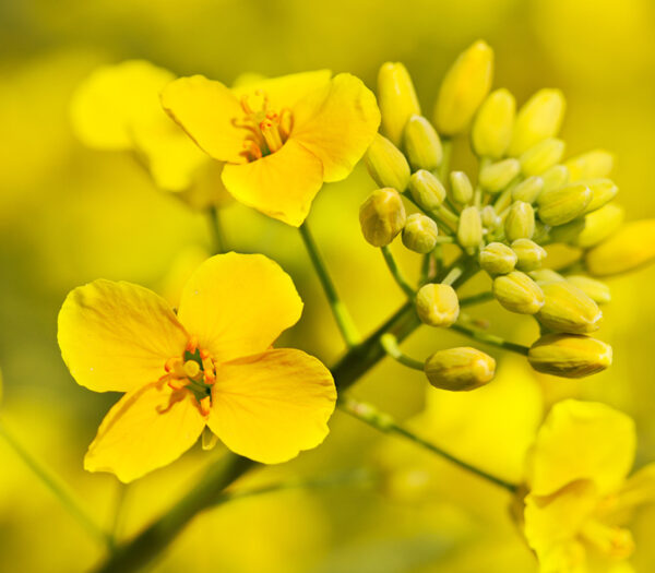 Aceite de canola orgánico crudo