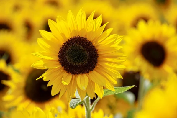 Aceite de girasol High Linoleic