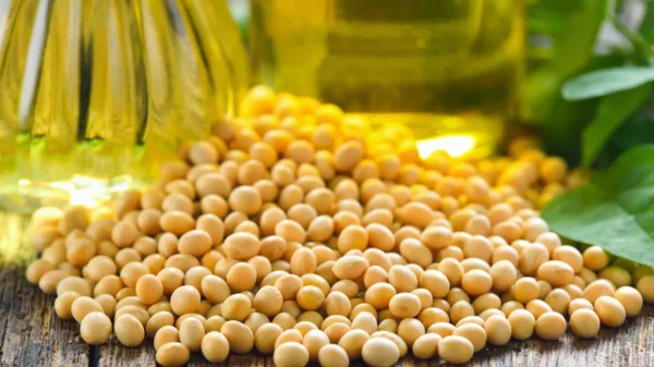 Aceite de soya orgánico - Image 2