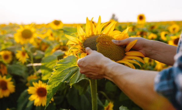 Aceite de girasol High Oleic - Image 3