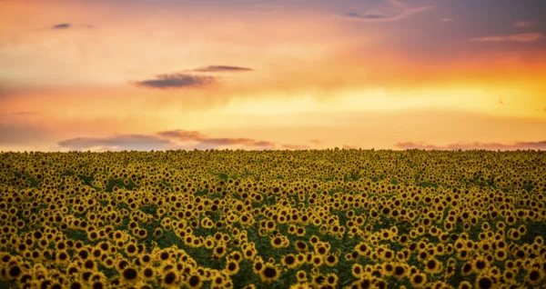 Aceite de girasol High Oleic - Image 2